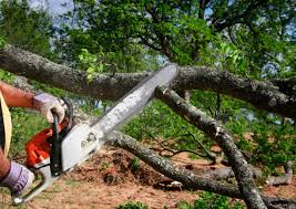 Best Arborist Consultation Services  in Loveland, OH